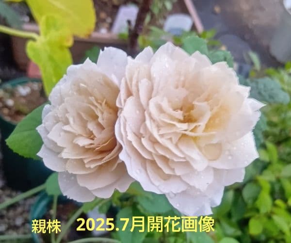 和バラ苗　(入手困難）　超激レア