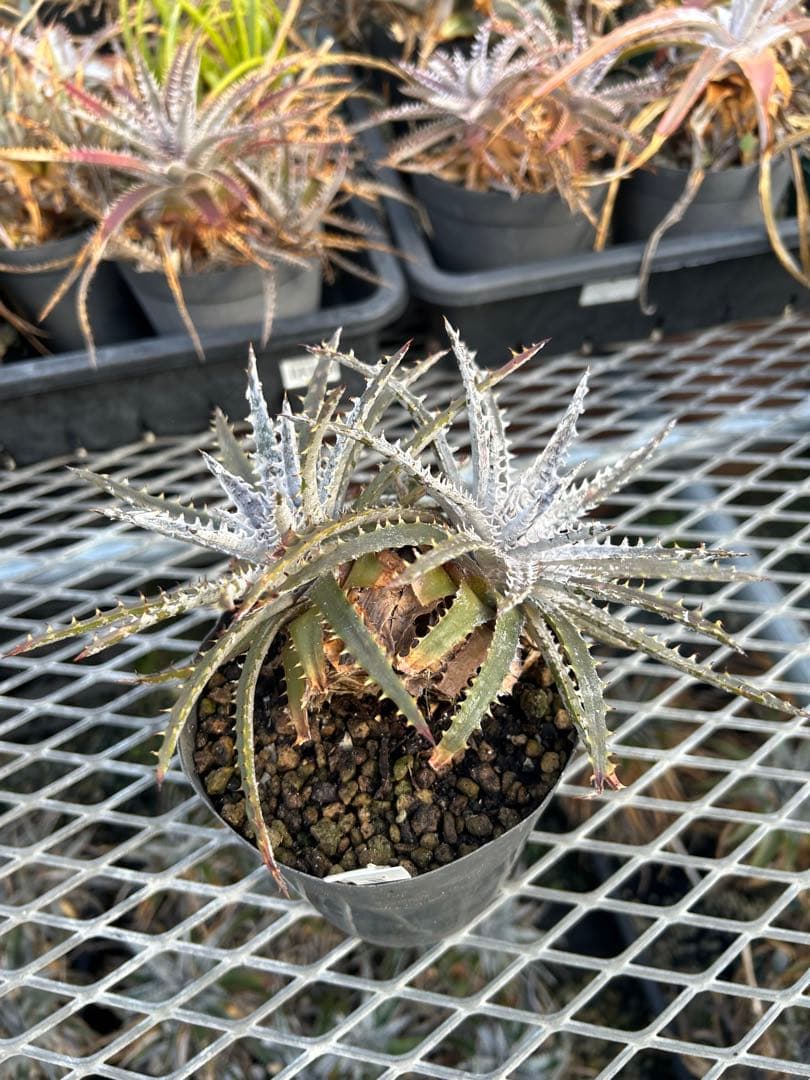 ディッキア Dyckia 'Brittle Star' F3 D047