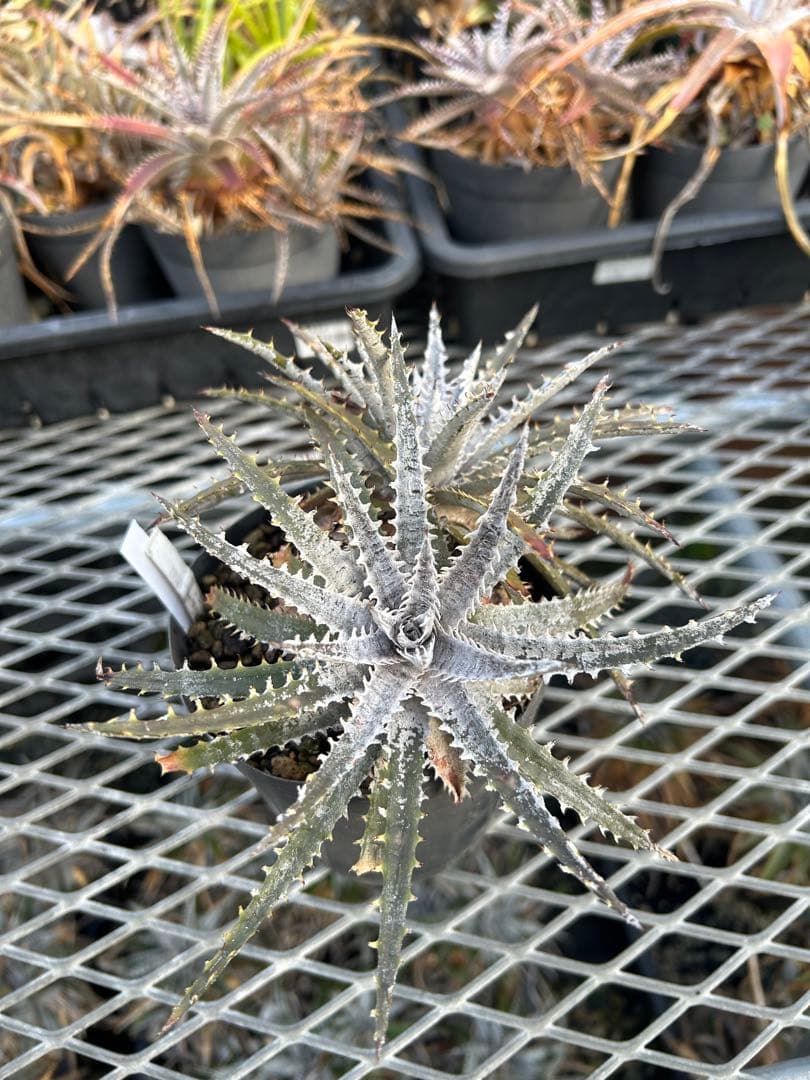 ディッキア Dyckia 'Brittle Star' F3 D047