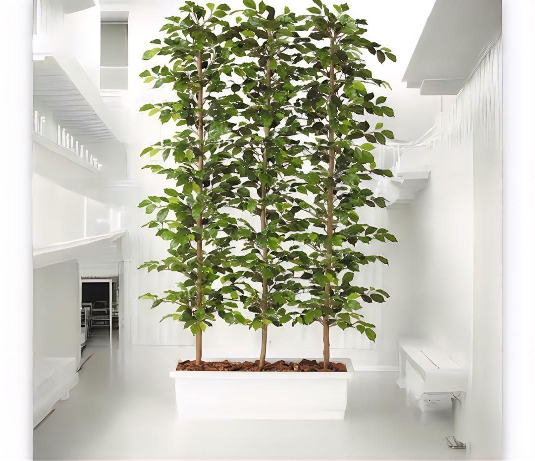 光触媒　人工観葉植物　ウォールグリーン　フィッカスパーテーション150