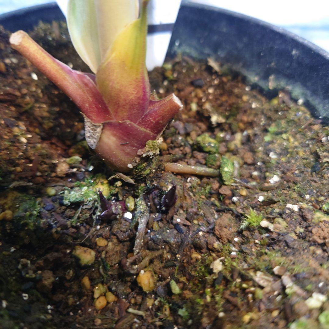 ☀️クリスマスローズ開花株❗☀️4号ロング鉢植え☀