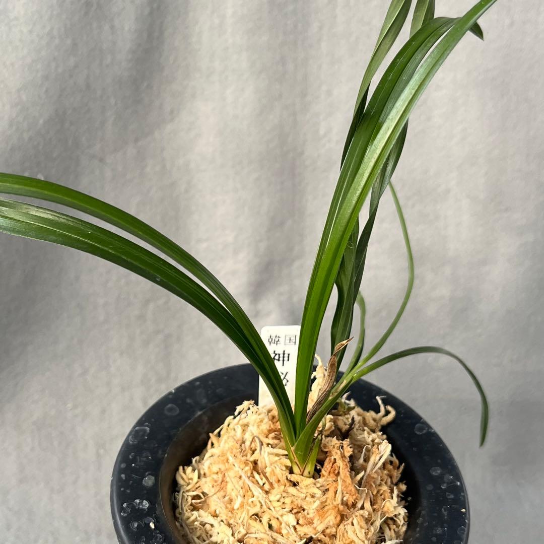 韓国春蘭　複色花『神秘』3本立 日本春蘭　中国蘭　東洋蘭　山野草　多肉植物　盆栽