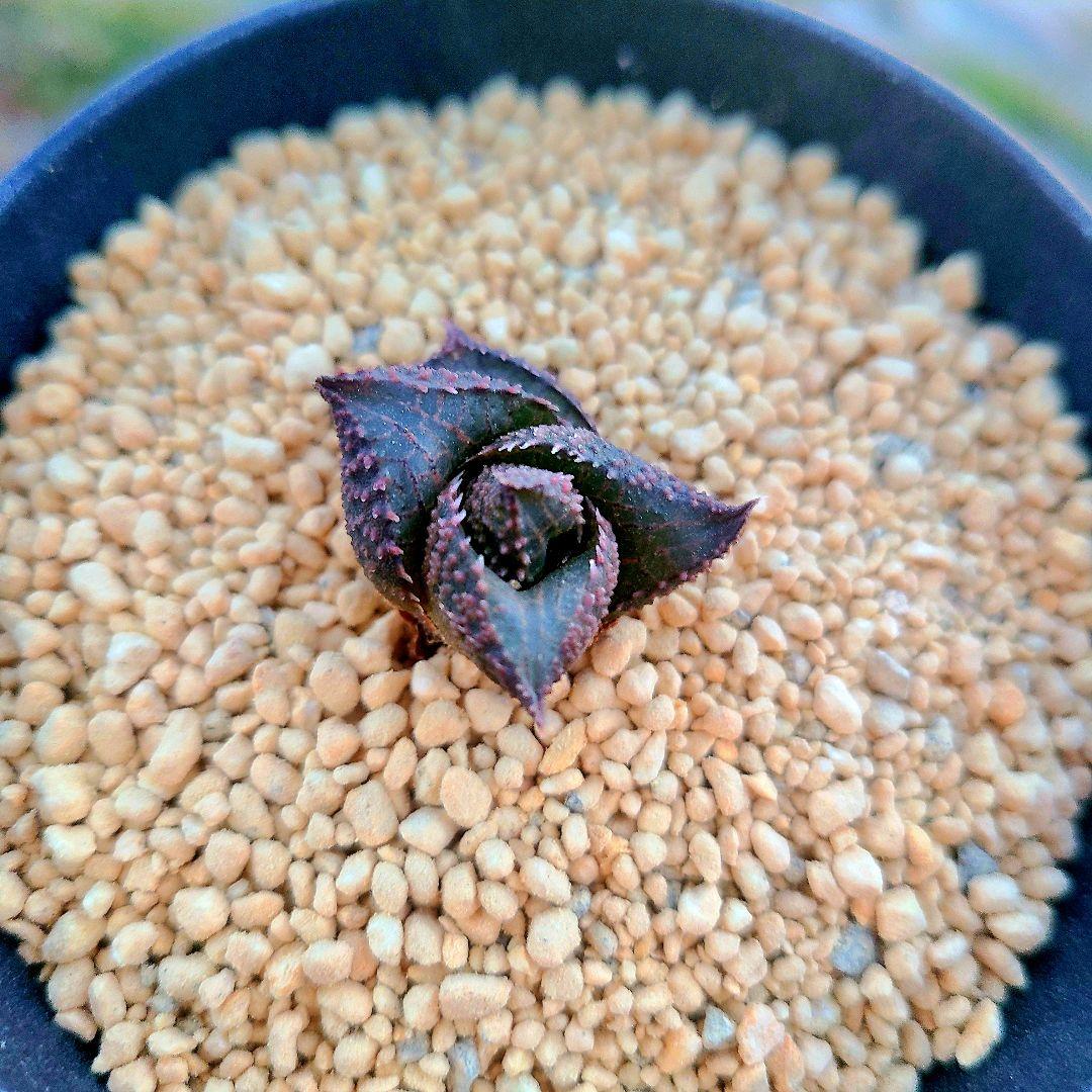 レア 雷燐 達磨ピンク系② 多肉植物 ハオルチア アロエ