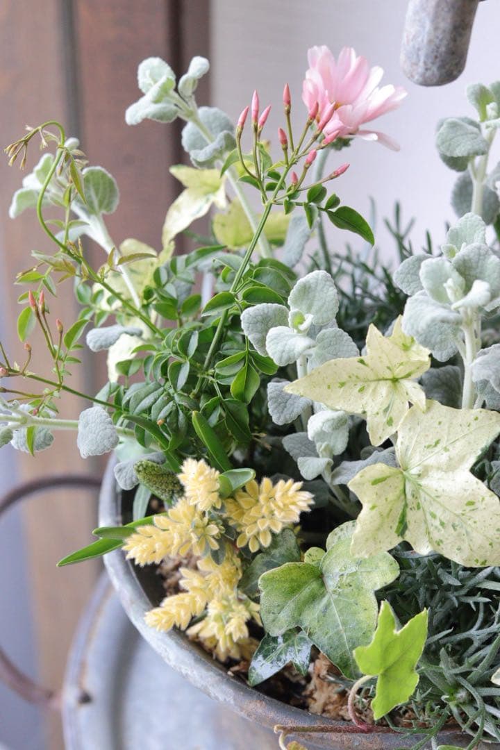 アプリコットと春の花❤︎シャビータップポットの寄せ植え