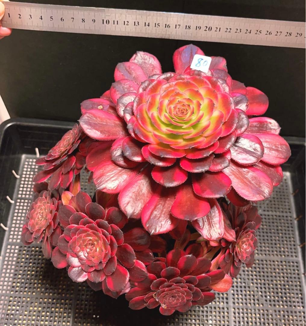 80#多肉植物❤️アエオニウム錦❤️舞天姫❤️1大頭8小頭31cm鉢土付き出荷