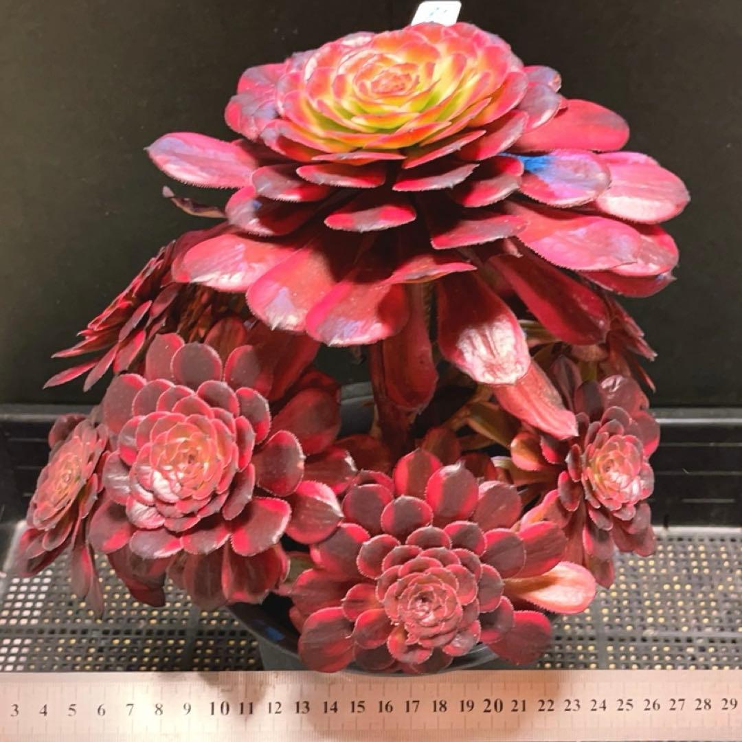 80#多肉植物❤️アエオニウム錦❤️舞天姫❤️1大頭8小頭31cm鉢土付き出荷