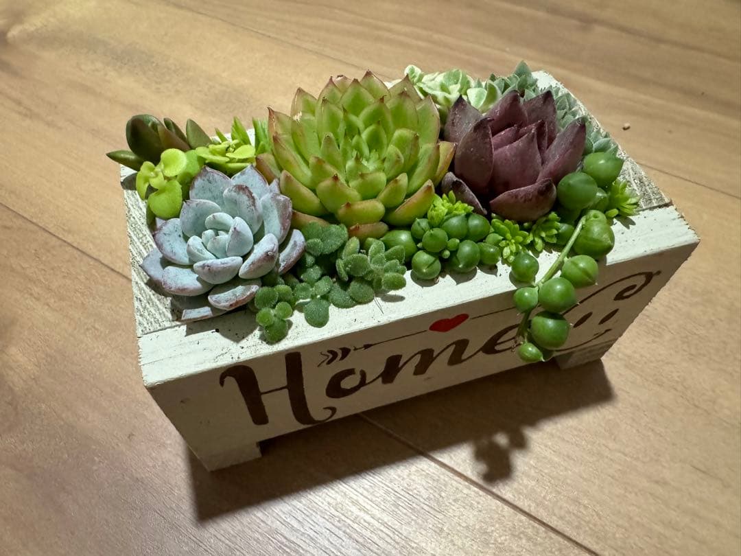 多肉植物 寄せ植え 木箱 ステンシル ロメオhyb グリーンネックレス