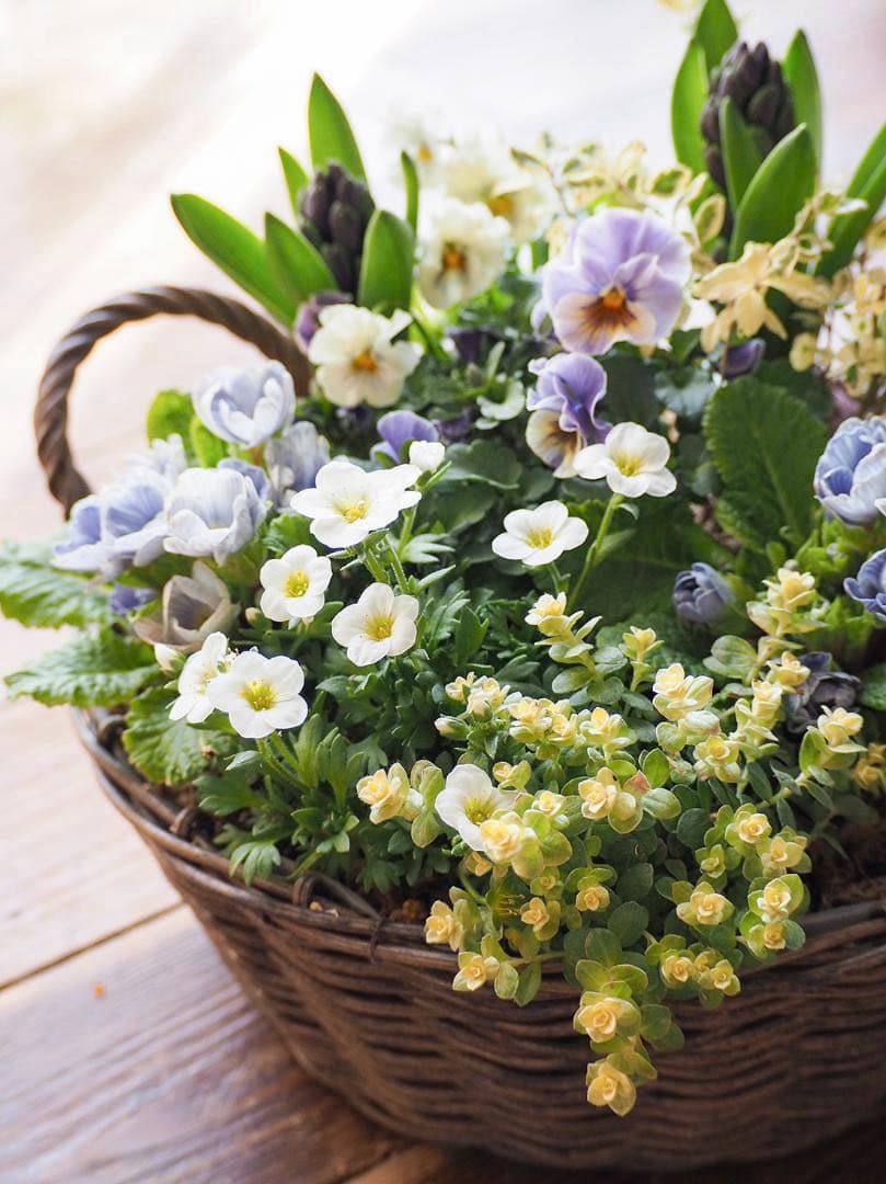 青の春待ちお庭 ❁⃘*.゜ 寄せ植え