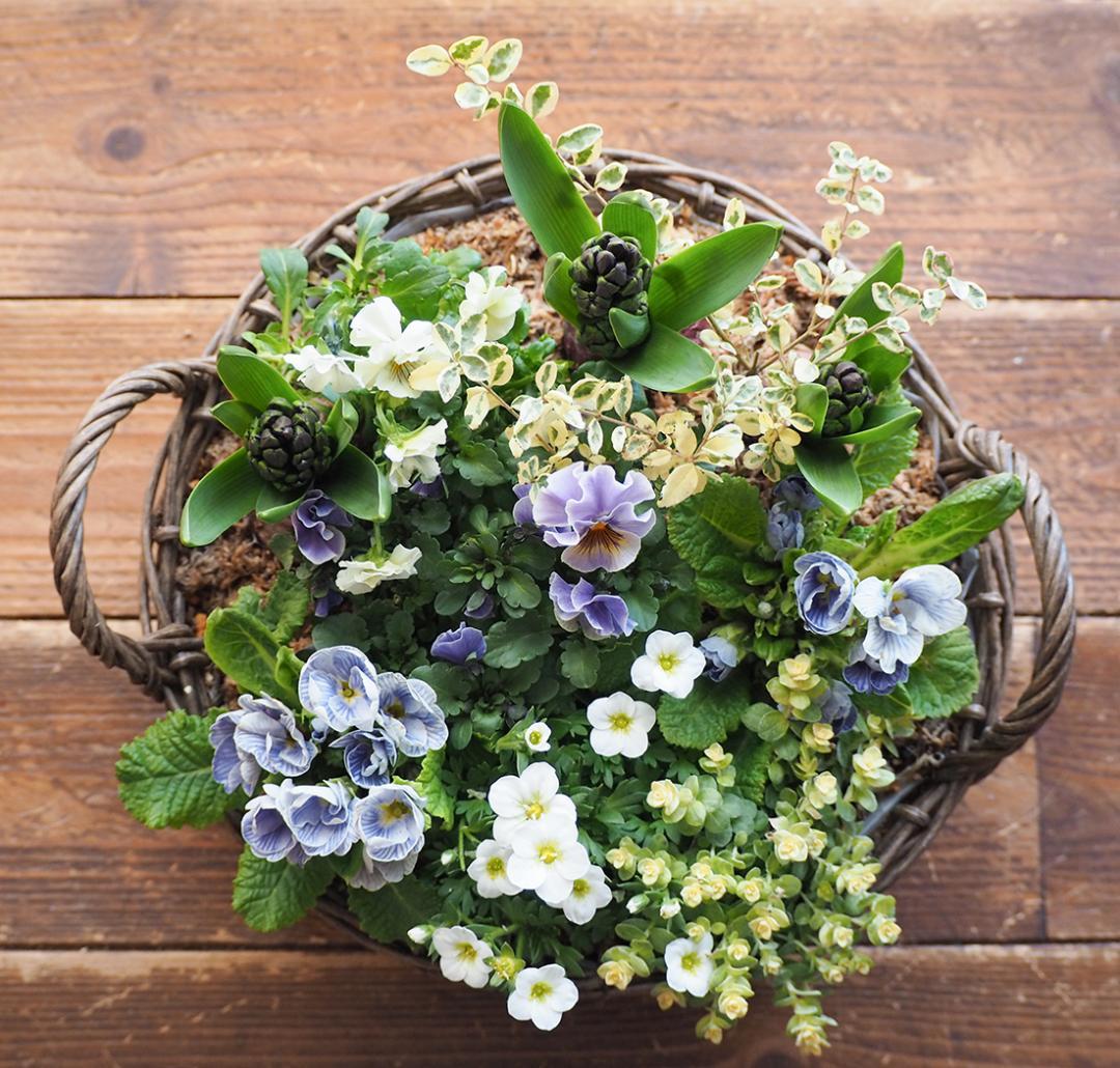青の春待ちお庭 ❁⃘*.゜ 寄せ植え