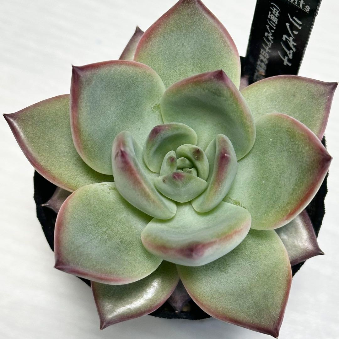 じ*ん様 多肉植物　中里リンゼアナ実生苗　実生苗　札付き　ポットごと発送いたしま
