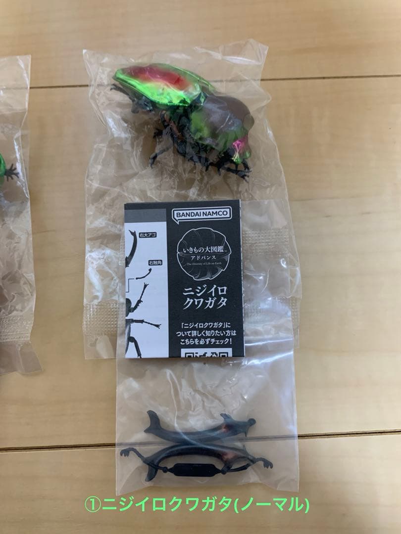 ★いきもの大図鑑【ニジイロクワガタ】4種＋後翅(小)ディスプレイ1個セット★