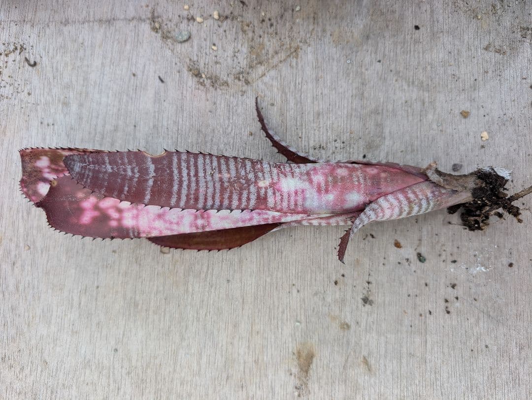 Billbergia ‘Berry blast‘ ブロメリア