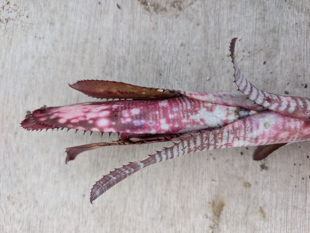 Billbergia ‘Berry blast‘ ブロメリア
