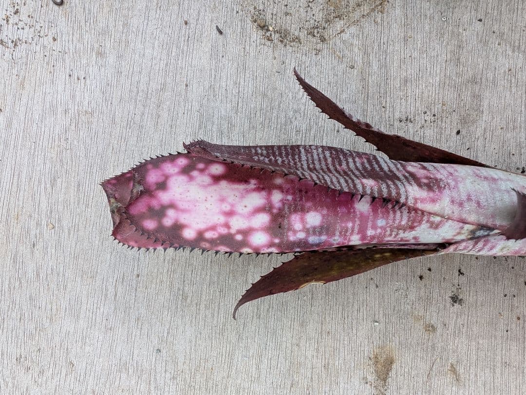 Billbergia ‘Berry blast‘ ブロメリア