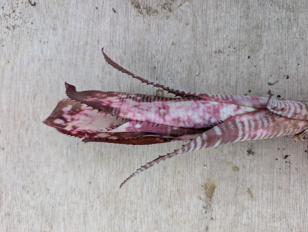 Billbergia ‘Berry blast‘ ブロメリア