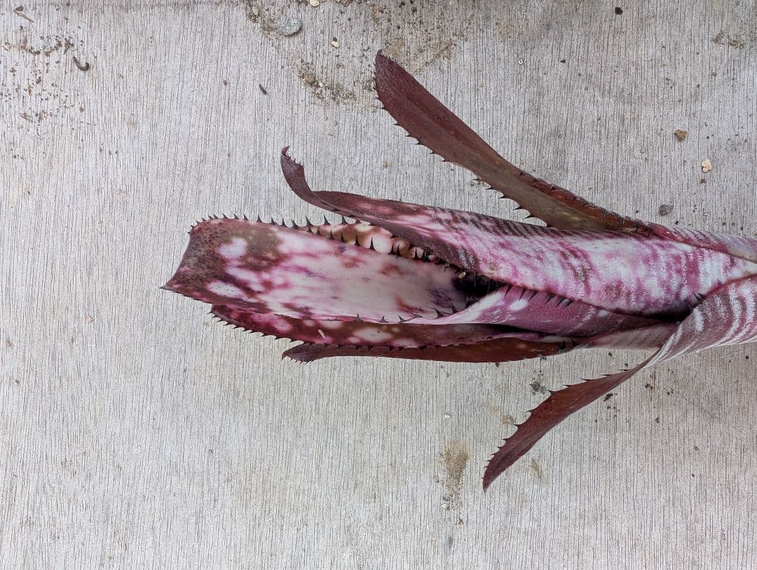Billbergia ‘Berry blast‘ ブロメリア