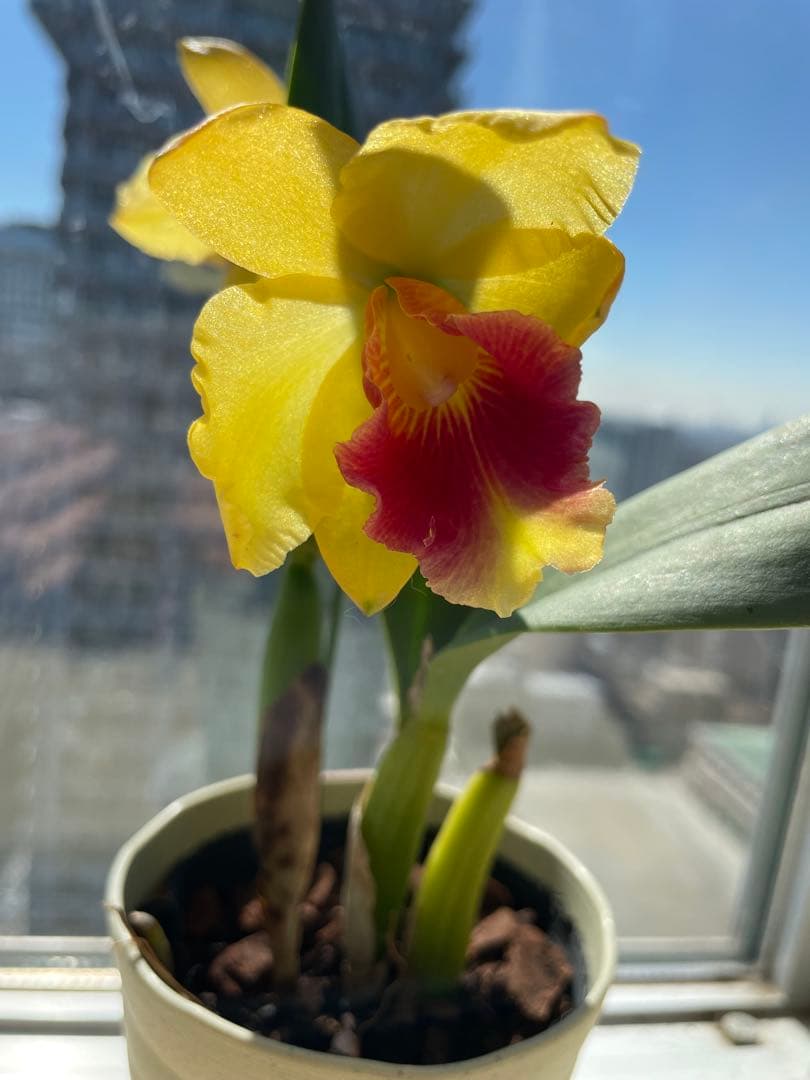 在庫僅か！鮮やかな紅唇　洋蘭1株