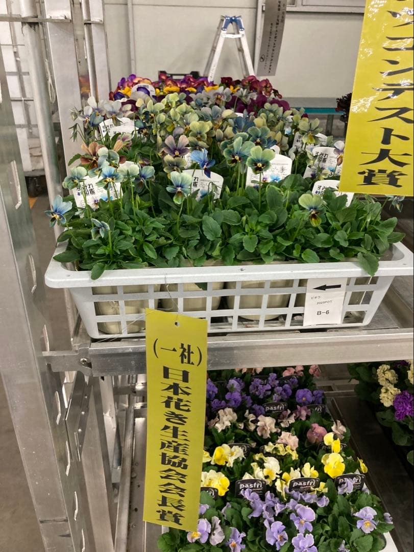 すみれ図鑑　ビオラ　ＦＦ