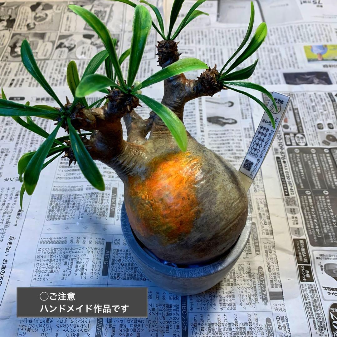y*o様 パキポディウム　グラキリス ※ハンドメイド作品です。