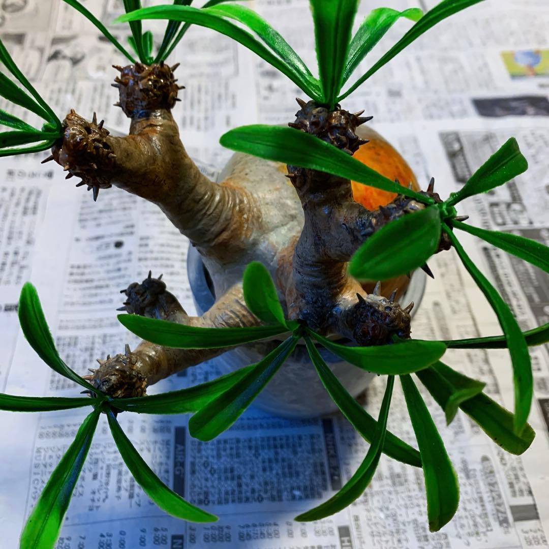 y*o様 パキポディウム　グラキリス ※ハンドメイド作品です。