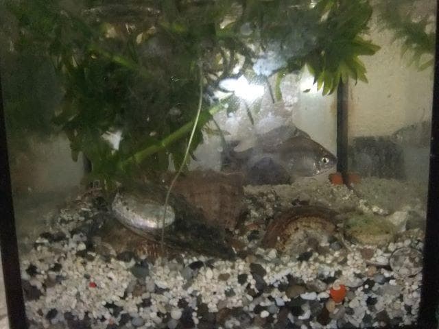 和竿　竹竿　タナゴ竿 古竹矢竹　69ーⅮ11