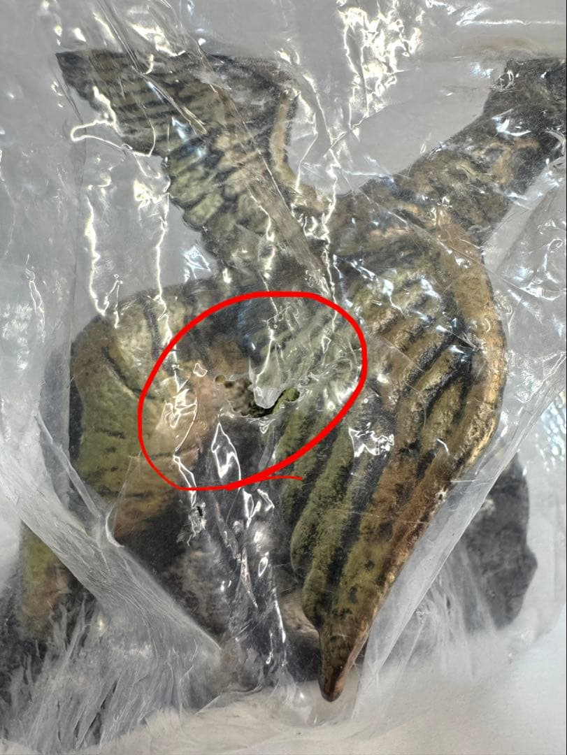 INSPIRE/インスパイア タイガーマスク 虎の穴本部 貯金箱