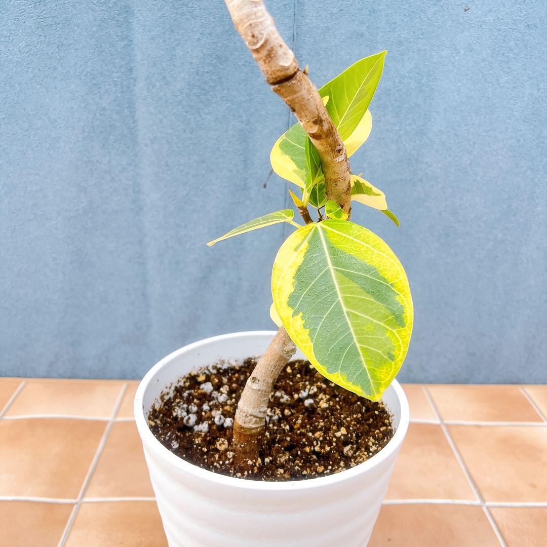 現品　フィカス　ゴムの木　アルテシマ　曲がり　16番　観葉植物　インテリア