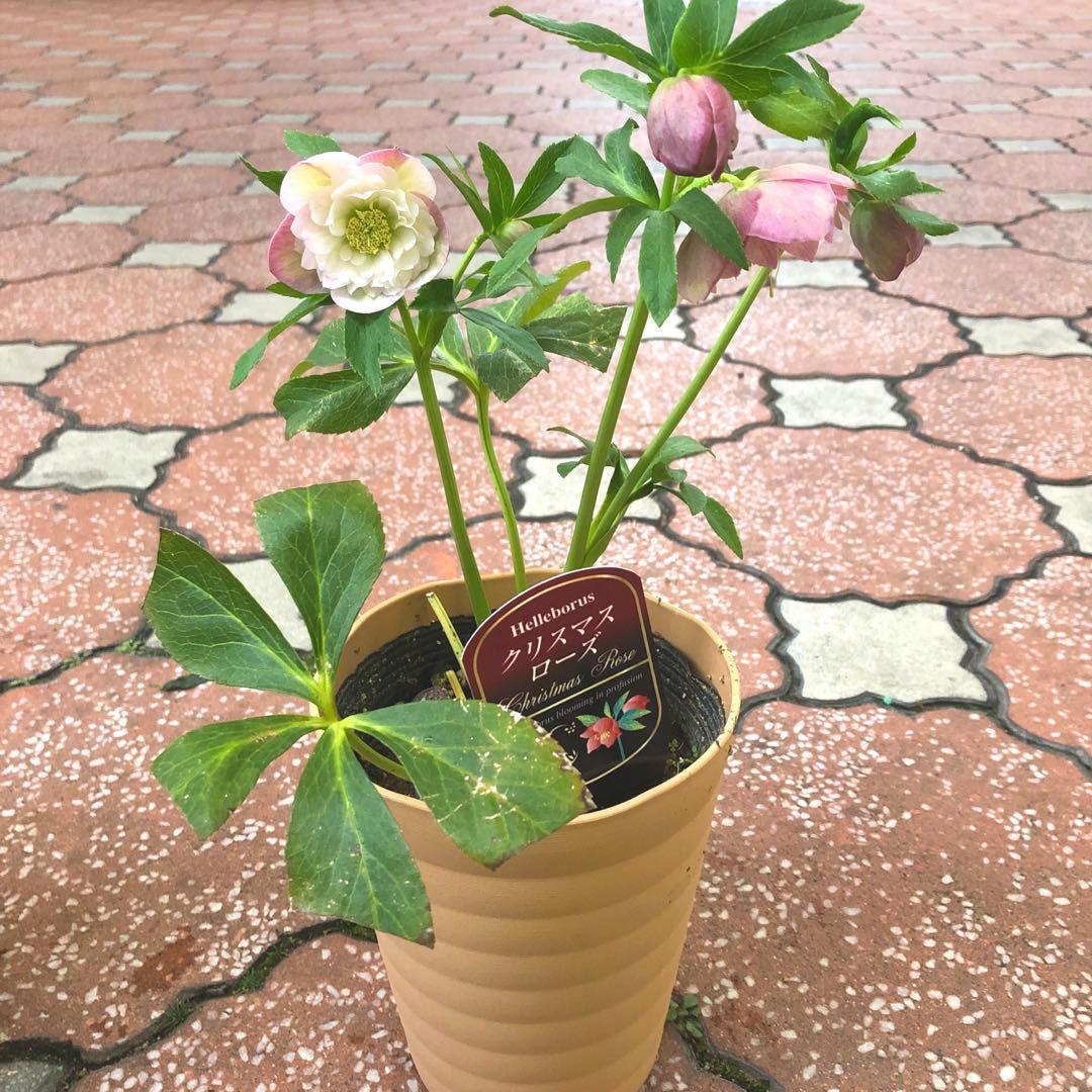 クリスマスローズ 八重 4種セット 平田園芸 花付き現品発送レア品種 お買い得❣️
