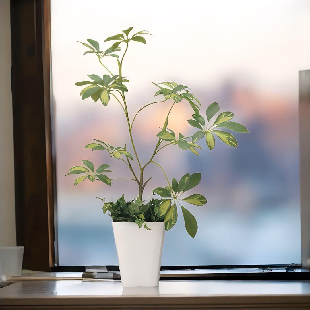 光触媒　人工観葉植物　ウォールグリーン　フェイクグリーン　シェフレラ68