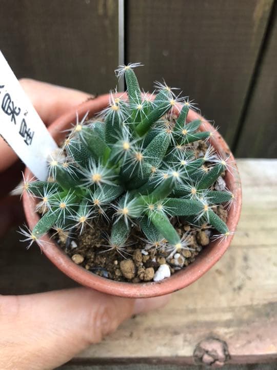 多肉植物 紫晃星♡抜き苗(^○^)