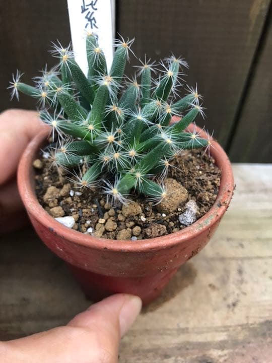 多肉植物 紫晃星♡抜き苗(^○^)