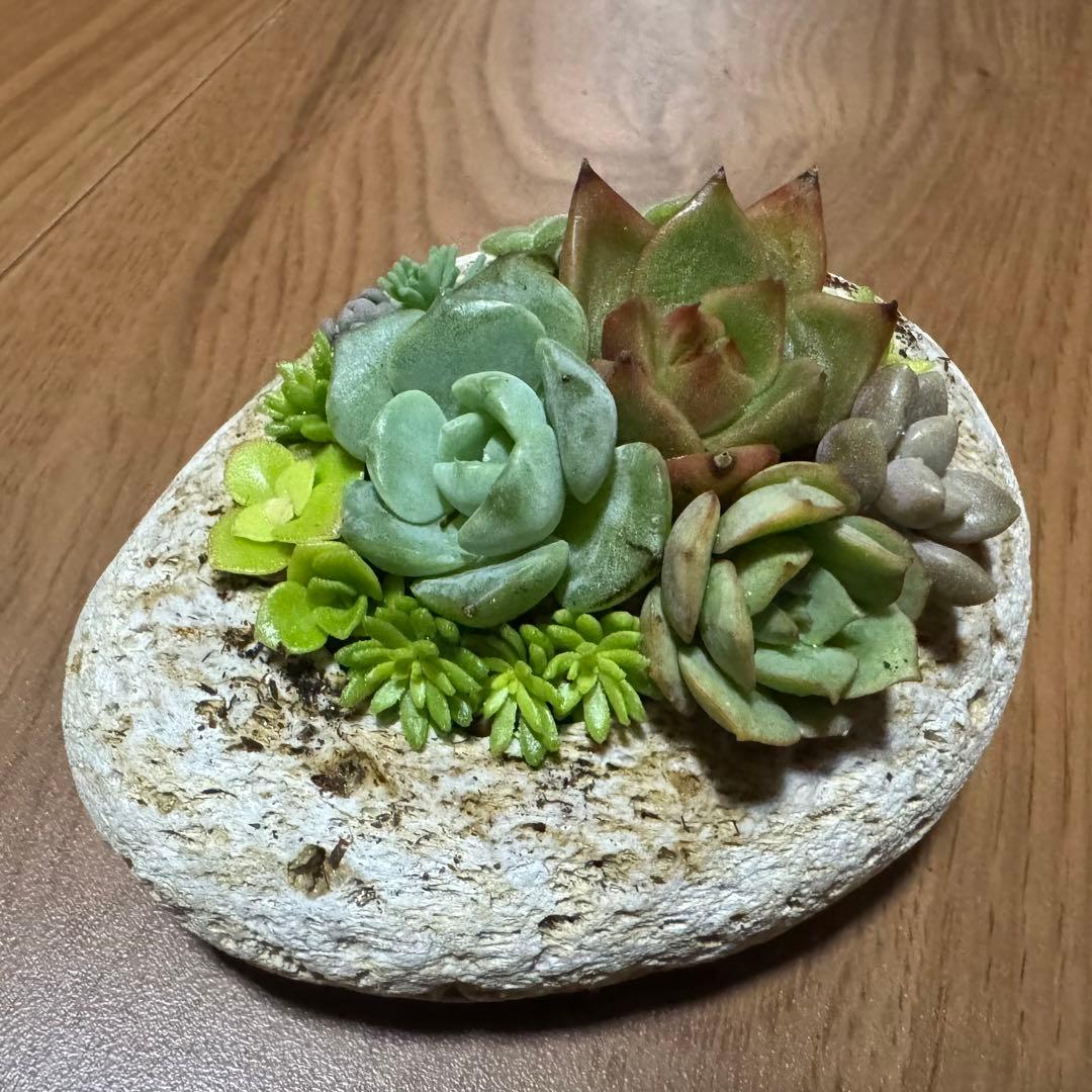 多肉植物 寄せ植え 軽石鉢 エケベリア セダム ネルソル なし