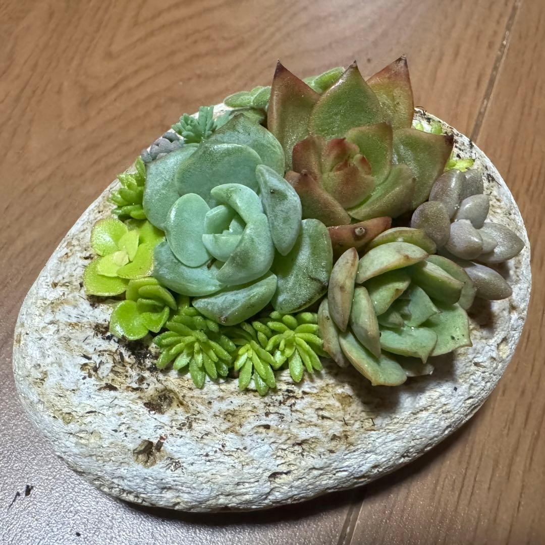 多肉植物 寄せ植え 軽石鉢 エケベリア セダム ネルソル なし
