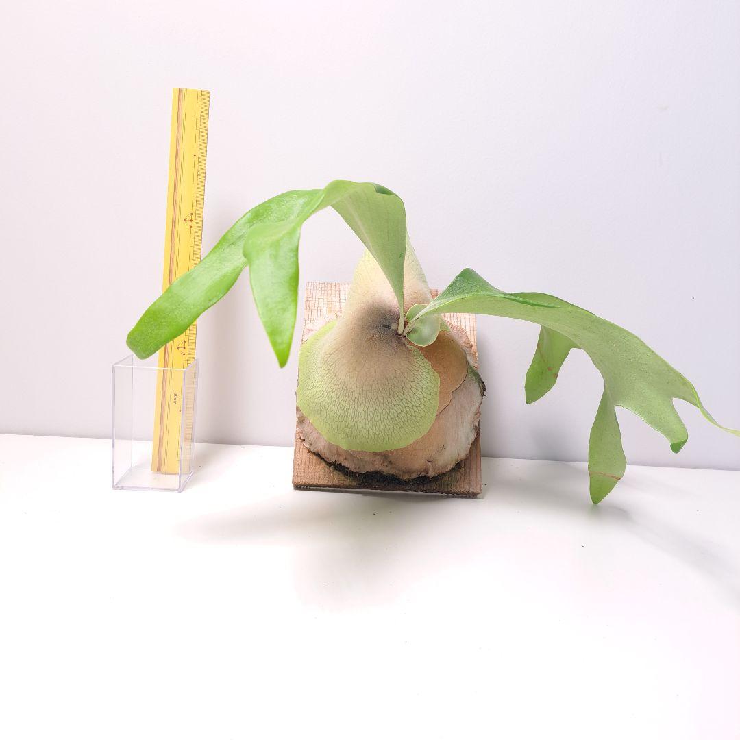 ビカクシダ Foong siqi x patragarden#1 MIX sporeling