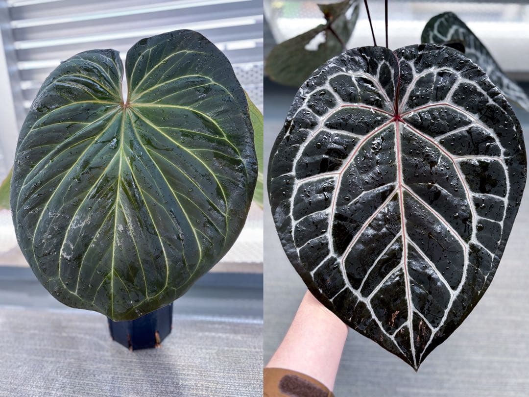 Anthurium King of spades（HU）× Michelle