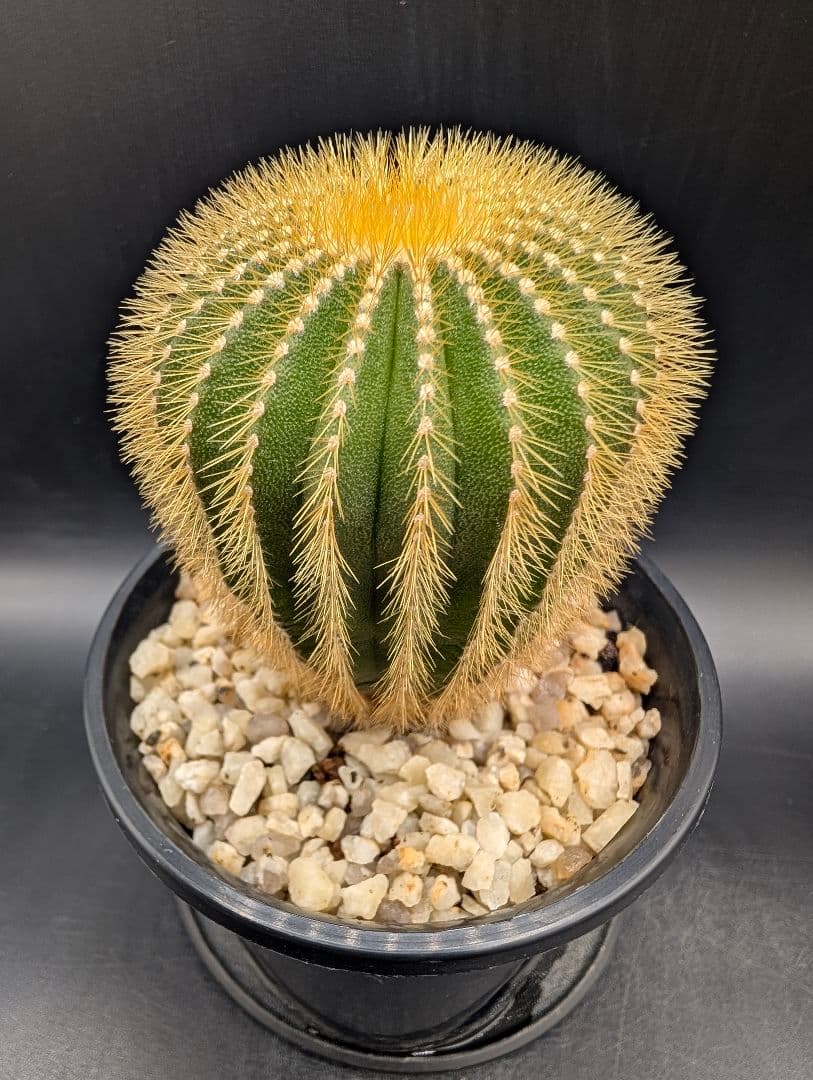 エリオカクトイデス 国内実生 鉢植えメルカリ便送料込み