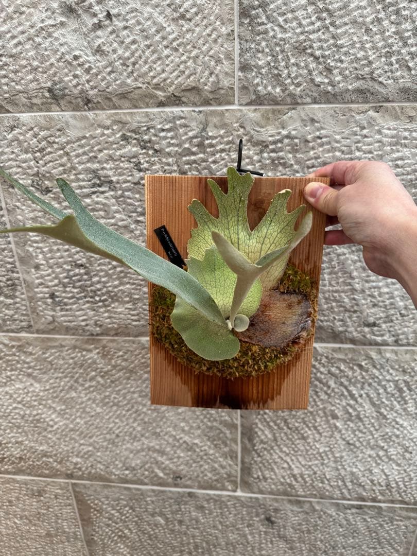 P. veitchii wild (vp#1) 子株 ベイチー ビカクシダ