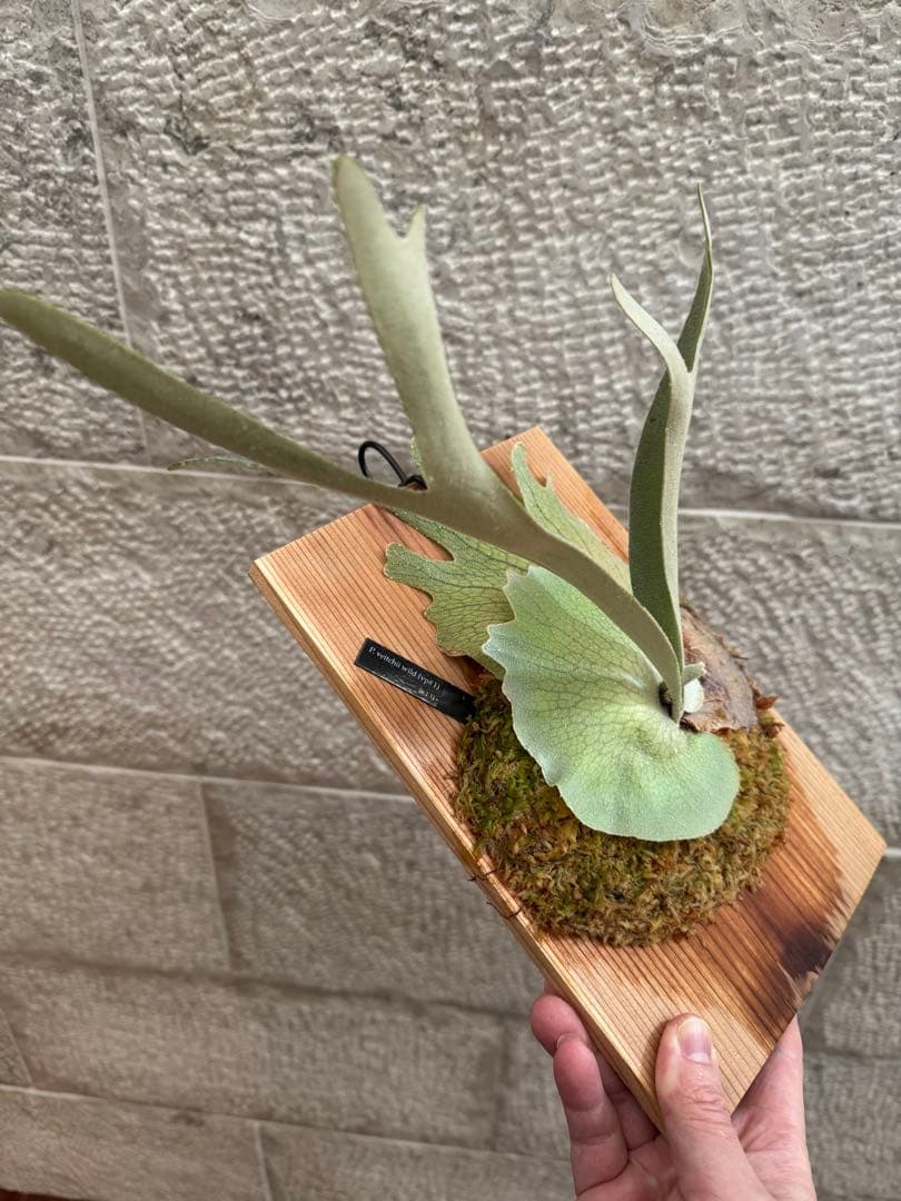 P. veitchii wild (vp#1) 子株 ベイチー ビカクシダ