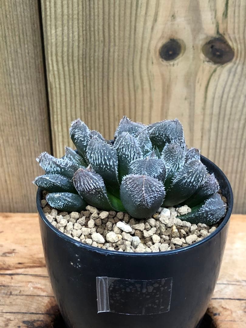 ハオルチア・タランチュラ