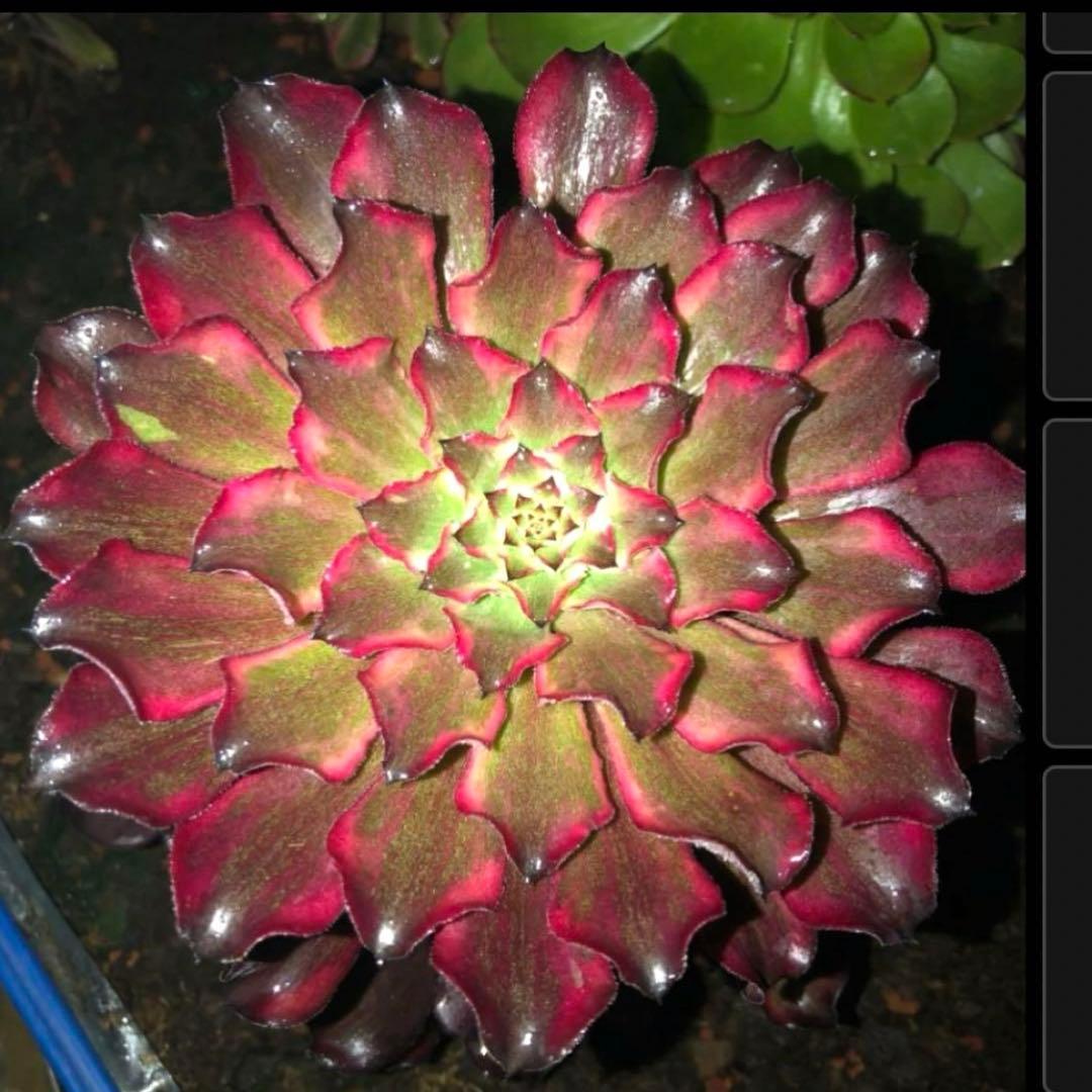 多肉植物アエオニウム錦❤️ 雪姫 ❤️