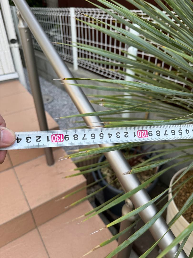 ユッカ  ロストラータ　引き取り限定