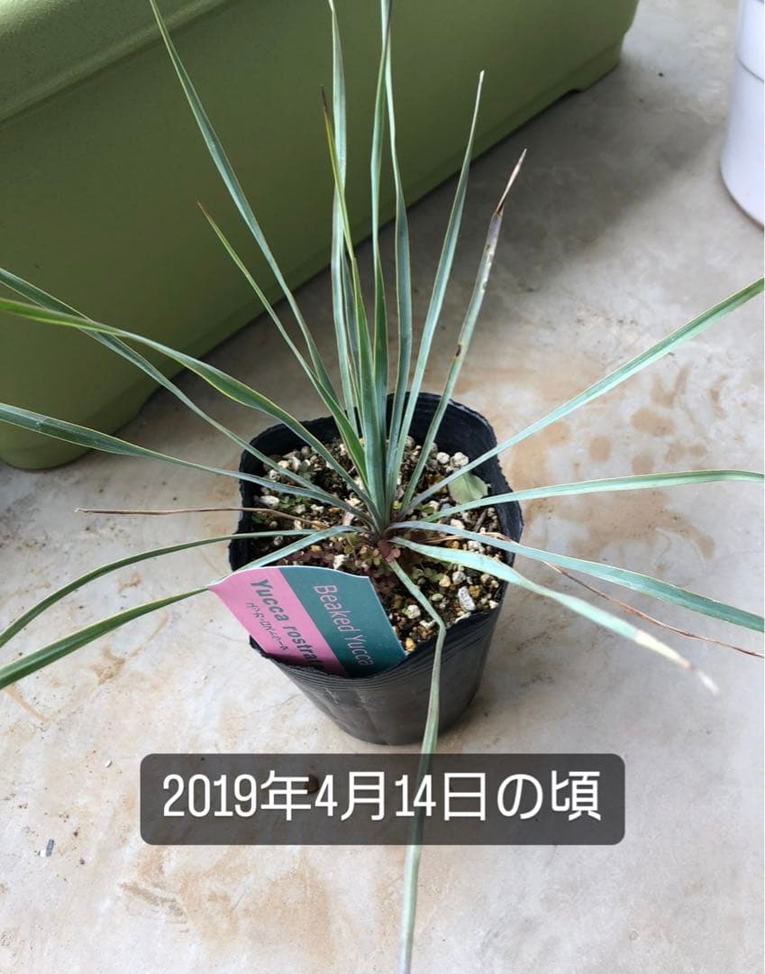 ユッカ  ロストラータ　引き取り限定