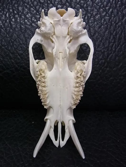 高品質！ キバノロ ♂ （Chinese Water Deer）頭骨