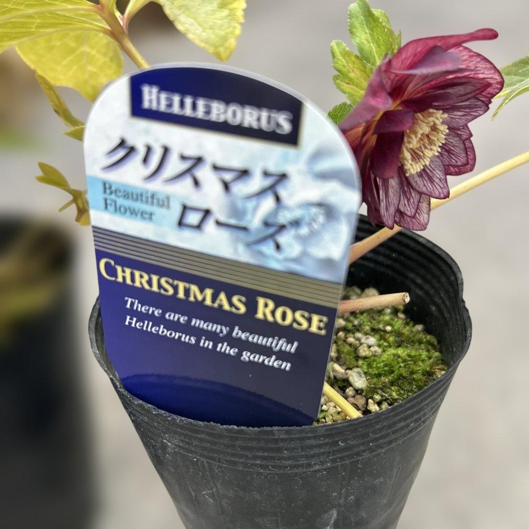 希少‼︎ クリスマスローズ　オーレア系　ゴールド　2株価格