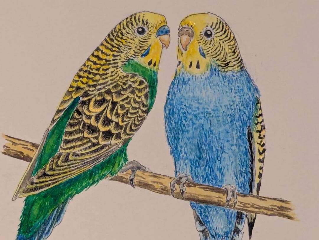 【真作】絵画　水彩　セキセイインコ　ペア　二羽の小鳥　青と緑のインコ　Y185