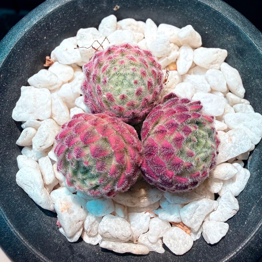新入荷　レア新品種　センペルビウム錦　(3つ)セット　多肉植物