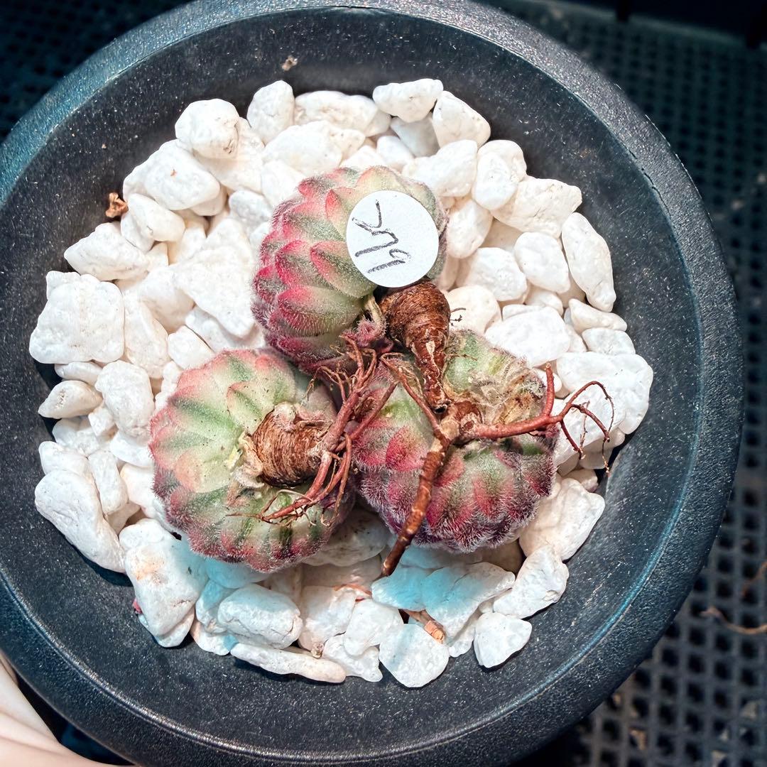 新入荷　レア新品種　センペルビウム錦　(3つ)セット　多肉植物