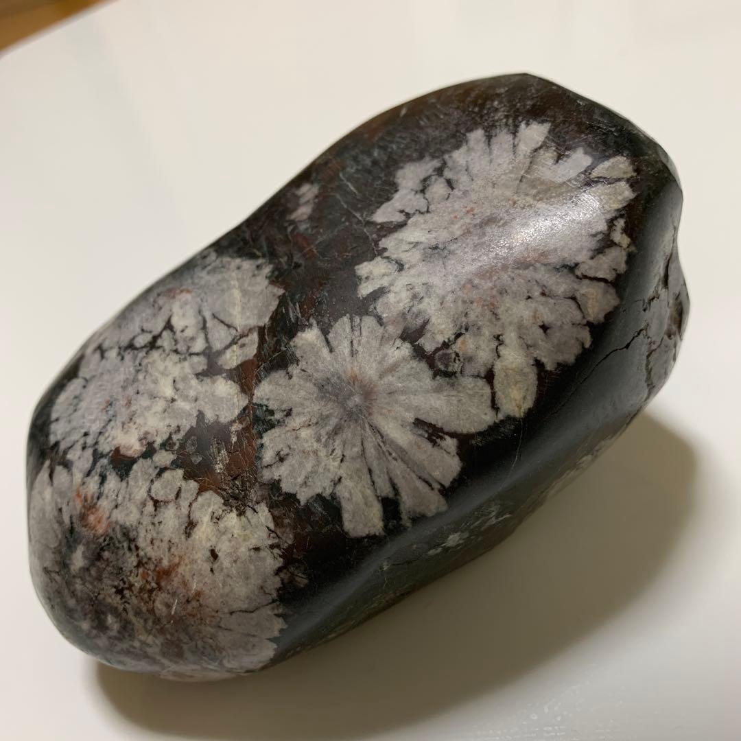 岐阜県 根尾川 菊花石