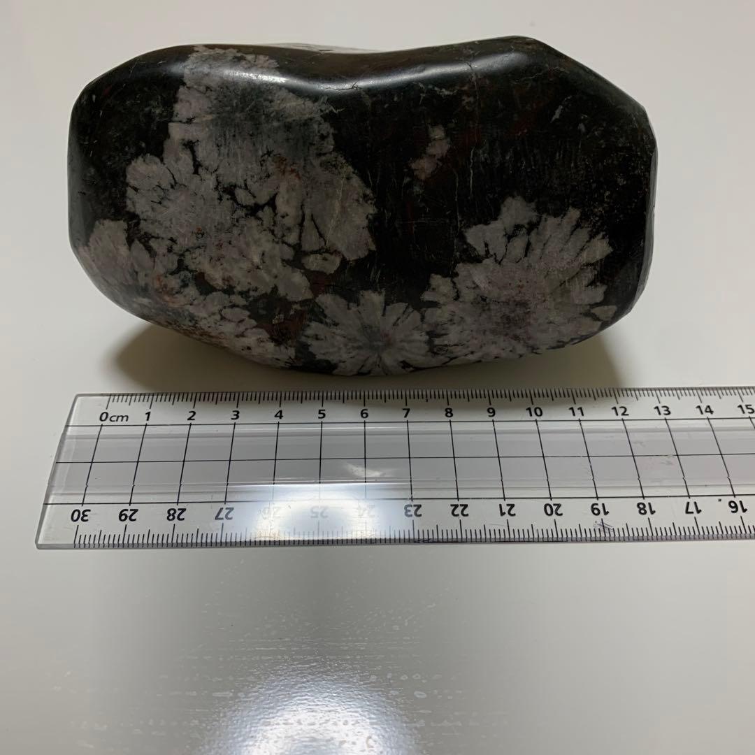岐阜県 根尾川 菊花石