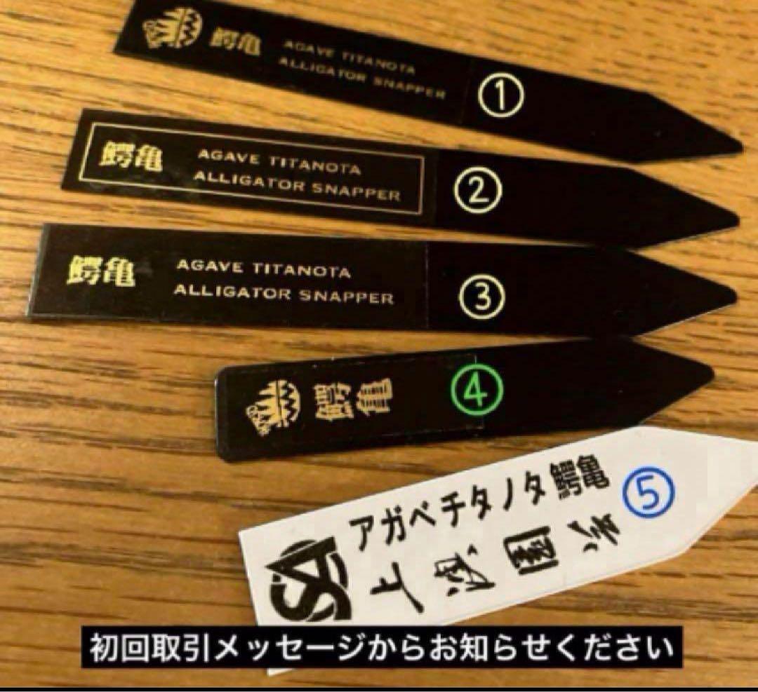速達【鉢ごと発送】ぶつぶつ　アガべ　チタノタ　鰐亀　ワニガメ　TC